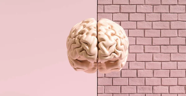 Человеческий Мозг Против Кирпичной Стены Концептуальный Образ Феминизма Прав Женщин — стоковое фото