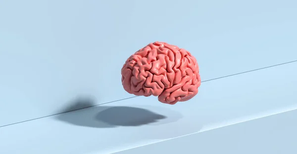 Анатомическая Модель Человеческого Мозга Земле — стоковое фото