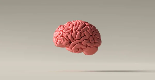 Людський Мозок Анатомічна Модель Підлозі — стокове фото