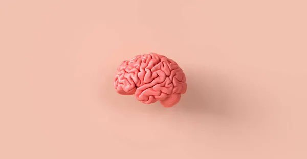 Cervello Umano Modello Anatomico Immagine Concetto Medico — Foto Stock