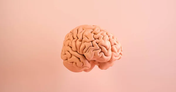 Menselijk Brein Anatomisch Model Medisch Concept Imago — Stockfoto