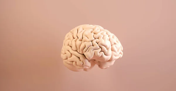 Human brain Anatomical Model