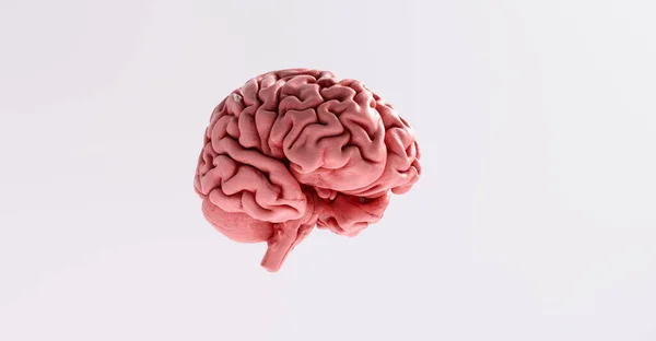Anatomisch Model Van Het Menselijk Brein — Stockfoto