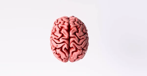 Menselijk Brein Anatomisch Model Bovenaanzicht — Stockfoto