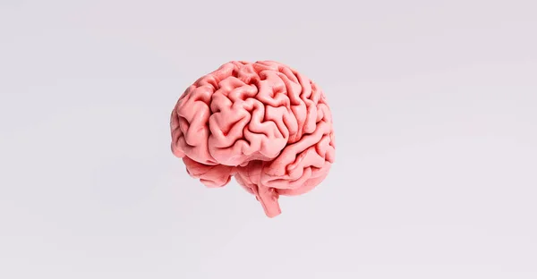 Modelo Anatómico Del Cerebro Humano — Foto de Stock