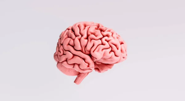 Modello Anatomico Del Cervello Umano Vista Laterale — Foto Stock