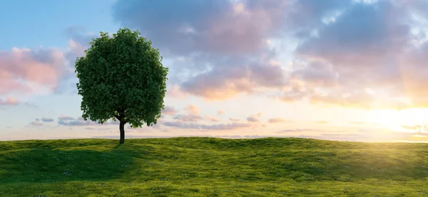 緑のフィールドに一本の木と美しい夕日の風景 個々のテキストのためのコピースペース — ストック写真