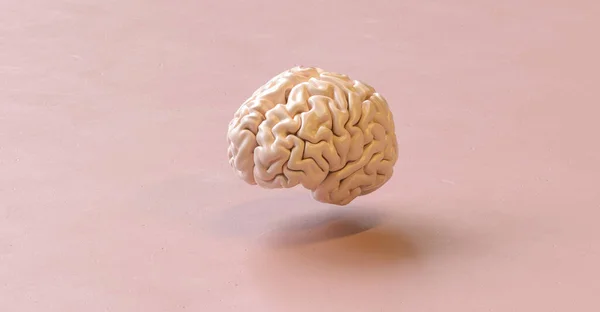 Människans Hjärna Anatomisk Modell Golvbotten — Stockfoto