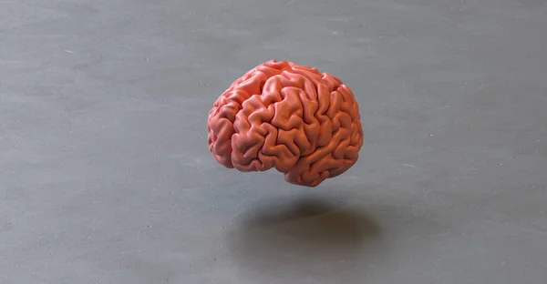 Zeminde Insan Beyni Anatomik Modeli — Stok fotoğraf