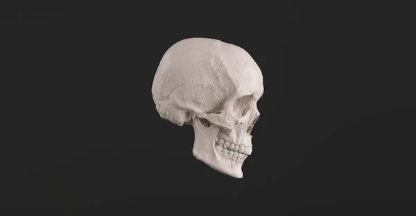 人間の頭蓋骨と顎骨側のビュー海賊毒ホラーシンボルハロウィン医療 解剖学 医学の概念像 — ストック写真