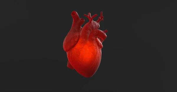 Органическое Анатомическое Человеческое Сердце Бьется Свечением Внутри Образ Анатомии Медицины — стоковое фото
