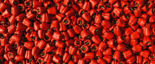 Sacco Peperoni Rossi Freschi Maturi Paprika Campanelli Come Testata Texture — Foto Stock