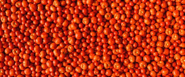 Massor Tomater Och Bifftomater Som Bakgrundskonsistens — Stockfoto