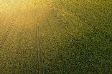 Gün batımında buğday tarlası manzarası. Hava görüntüsü drone görüntüsü