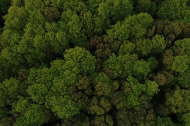 Yaz sıcacık güneş ışığı orman hava manzarası
