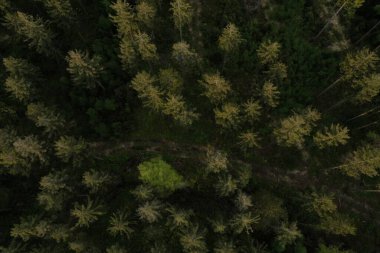 Ormandaki yeşil ağaçların havadan görünüşü - insansız hava aracı