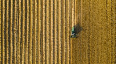 Bir tarım makinesinin hasatçısı tarlada olgunlaşmış altın buğday topluyor. İHA atışı. bireysel metniniz için kopyalama alanı
