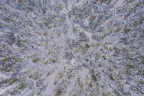 Snowy Forrest Captured Drone — Stock Photo, Image