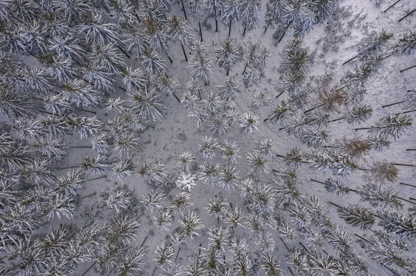 Winter Forest View Photo Taken Drone Pine Fir Forest Snow — Stock Photo, Image