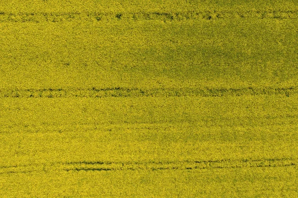 Vista Aérea Campo Canola Amarelo Fase Floração Agricultura Ecológica Perto — Fotografia de Stock