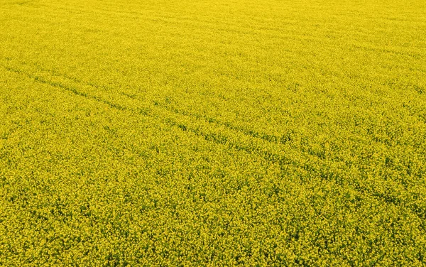 从空中俯瞰着油菜地和拖拉机留下的痕迹 美丽的农业纹理或背景的夏季农业景观 从上面看Canola农场 — 图库照片