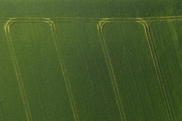 Зеленая Пшеница Поле Вид Сверху Дроном Текстура Пшеничного Зеленого Фона — стоковое фото