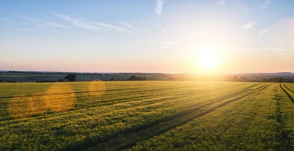 Wheat Field Sunset Including Copy Space Drone Shot — Stock Photo, Image