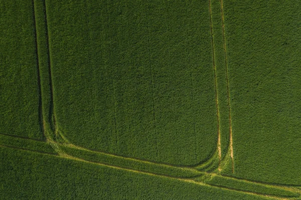 Green Wheat Field Drone Shot — Stock Photo, Image