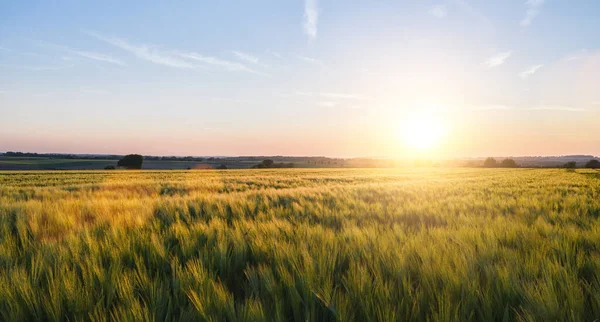 Wheat Field Landscape Sunset Including Copy Space — Stock Photo, Image