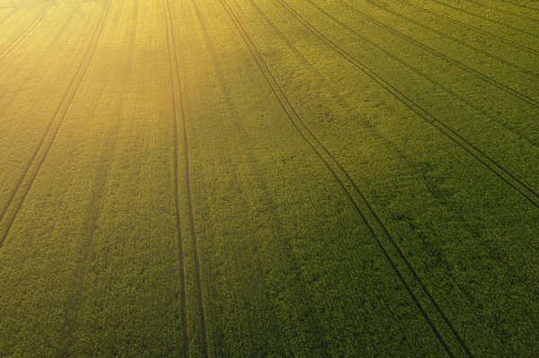 Weizenfeldlandschaft Bei Sonnenuntergang Drohne Aus Der Luft Abgeschossen — Stockfoto
