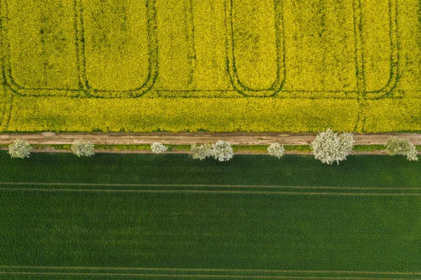 開花期の菜の花畑と春の時期の木道のあるトウモロコシ畑の空中風景 農場近くの生態農業 ドローンは — ストック写真