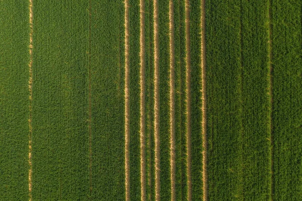 Green Field Single Tractor Tracks Drone Shot — Stock Photo, Image