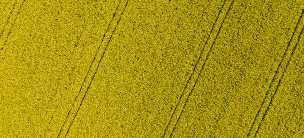 カノーラ フィールド 黄色い花 空中ドローン黄色の菜の花の上からの眺め 菜の花畑の食感が開花 農業のコンセプトイメージ バナーサイズ — ストック写真