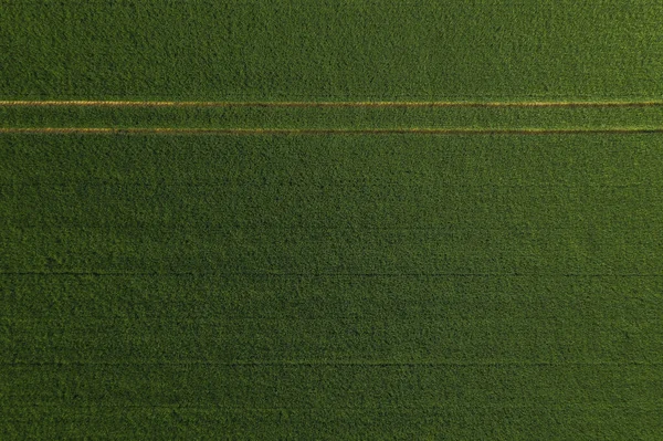 Grüne Weizenfelder Hintergrund — Stockfoto