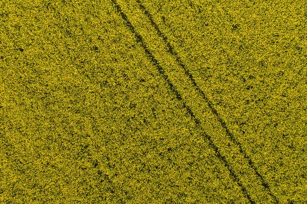 Canola Field Aerial Drone Shot Top View Yellow Canola Flowers — Foto de Stock