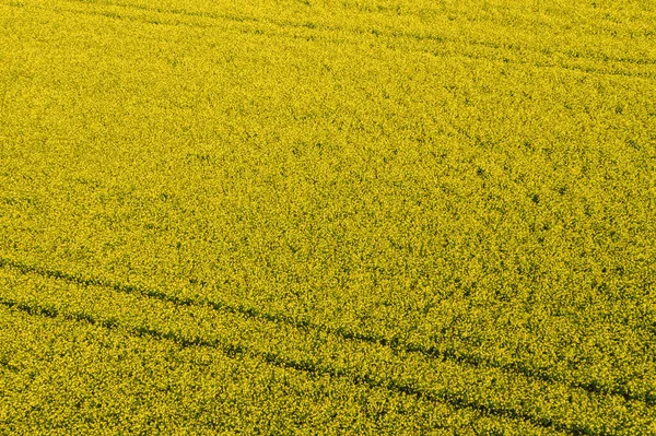 Canola Field Aerial Drone Shot Yellow Canola Flowers Blossoming Rapeseed — Stock Photo, Image