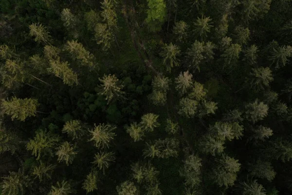 Forest Aerial Drone View — Stock Photo, Image