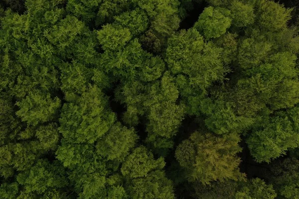 Bovenaanzicht Vanuit Lucht Van Bomen Het Bos — Stockfoto