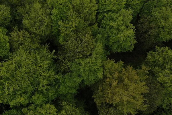 空中俯瞰森林中的树木 无人驾驶飞机射击 — 图库照片