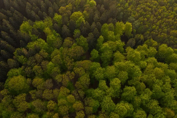 Повітряний Вид Лісу Горах Взятий Дроном — стокове фото