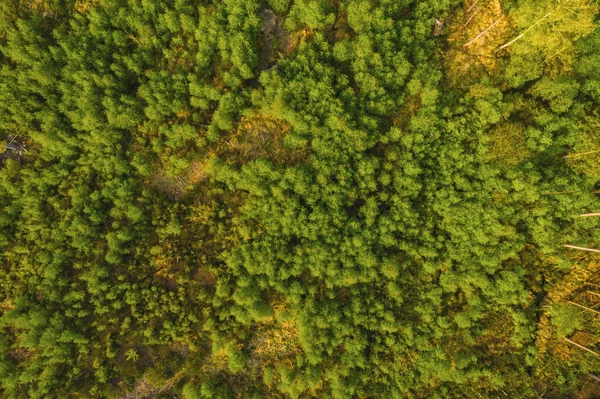 森林背景 无人机的观点 — 图库照片