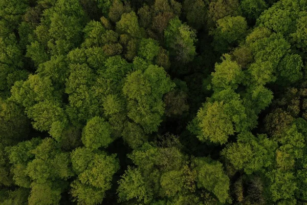 Widok Lotu Ptaka Wiosna Lasu Naturalne Zielone Tło Zdjęcie Drona — Zdjęcie stockowe