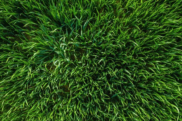 Close Image Fresh Spring Green Grass Wheat Field Drone Shot — Stock Photo, Image
