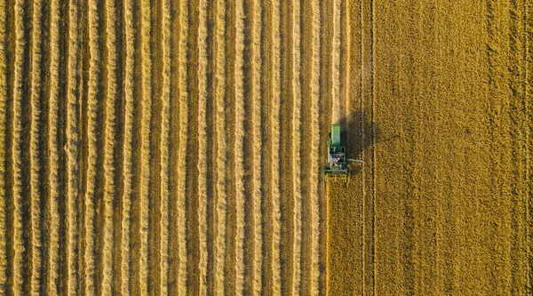 Combine Harvester Agricultural Machine Collects Ripe Golden Wheat Field Drone — Stock Photo, Image