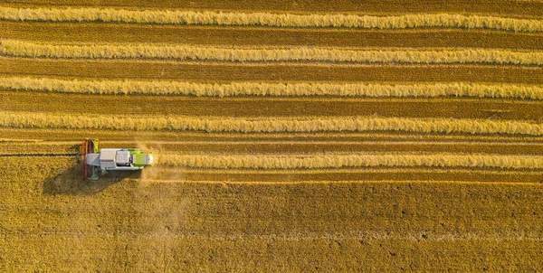 Harvesting Wheat Autumn Aerial Top View Drone Shot — Stock Photo, Image