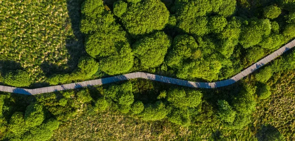 Boardwalk Trail Hohes Venn Vid Eifel Nationalpark Drone Shot — Stockfoto