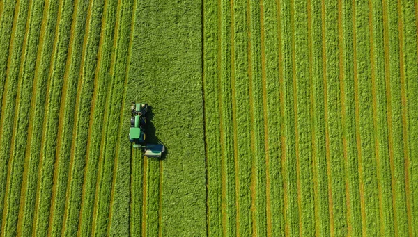 Nyáron Szénát Gyűjtök Egy Mezőgazdasági Gép Aratógépének Egyesítése Érett Füvet — Stock Fotó