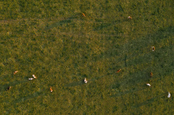 奶牛群在牧场放牧的空中景观 俯瞰无人驾驶飞机射击 — 图库照片#