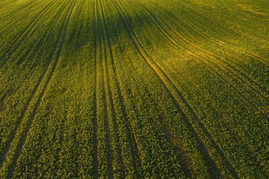 Dalgalı yeşil alanın hava aracı görüntüsü, yukarıdan tarımsal plantasyonun soyut dokusu