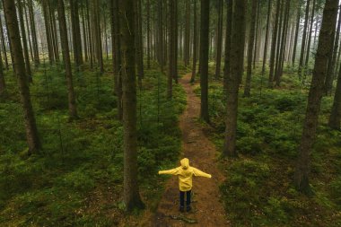 Ormandaki bir ağaç gövdesinde duran genç adam sarı yağmurlukla ağacın tepesine bakıyor.